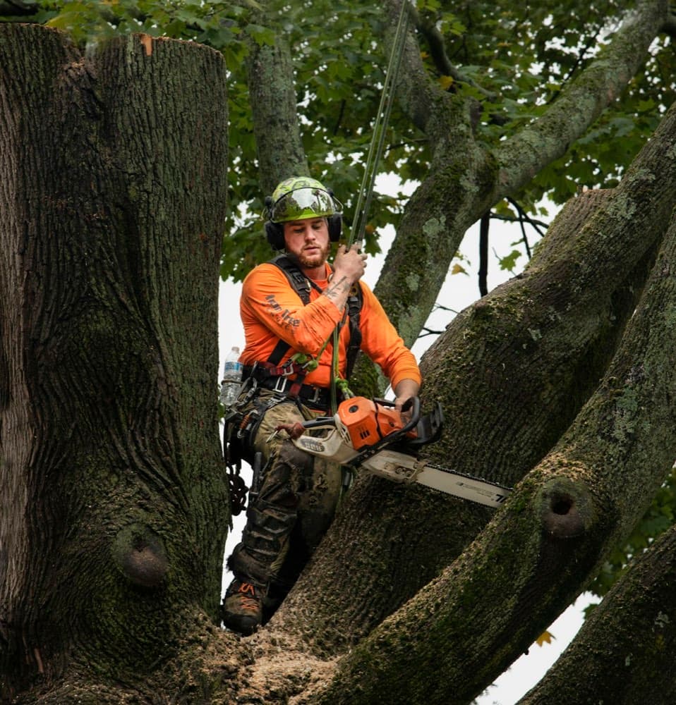 A Bramblewood arborist in safety gear with a chainsaw