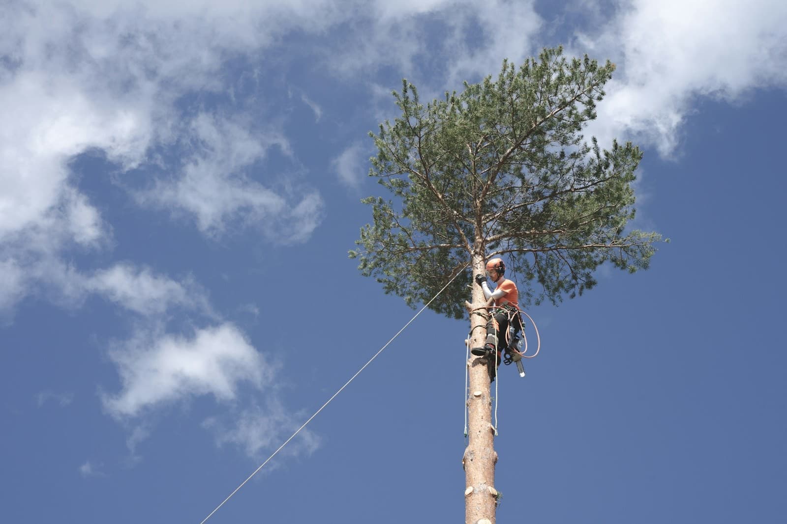 A climber at the top of a tall pine against the sky