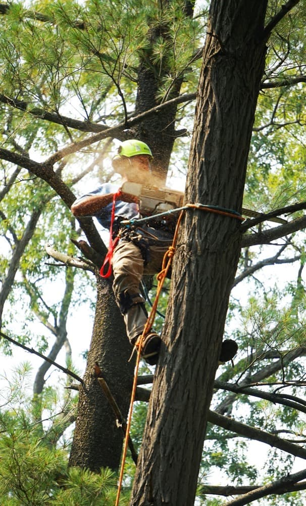 Pine dismantle, Ramsbury