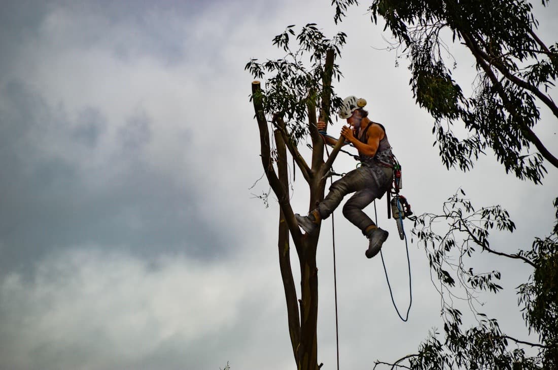 Eucalyptus reduction, Aldbourne