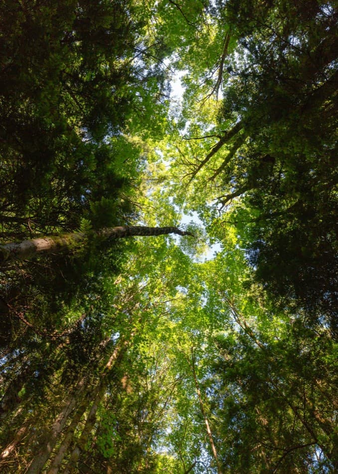 Beech survey, Great Bedwyn