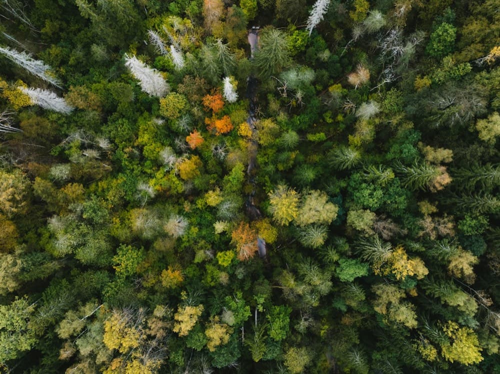 Woodland thinning, Savernake
