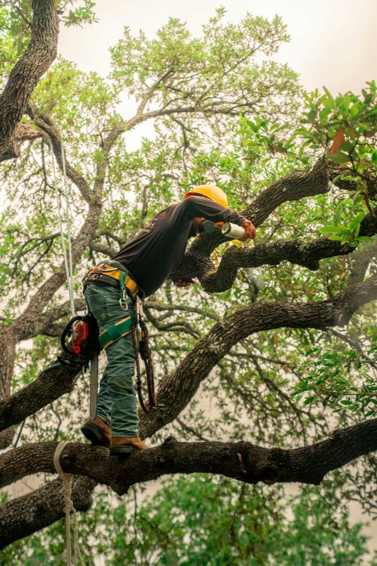A Bramblewood climber roped high into a leafy tree