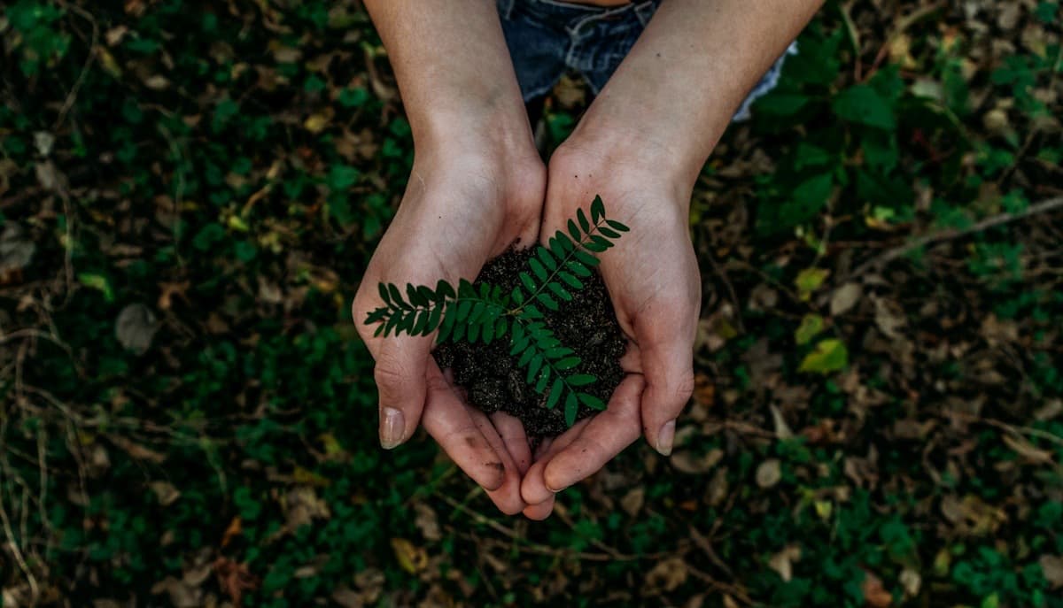 Planting & aftercare by Bramblewood