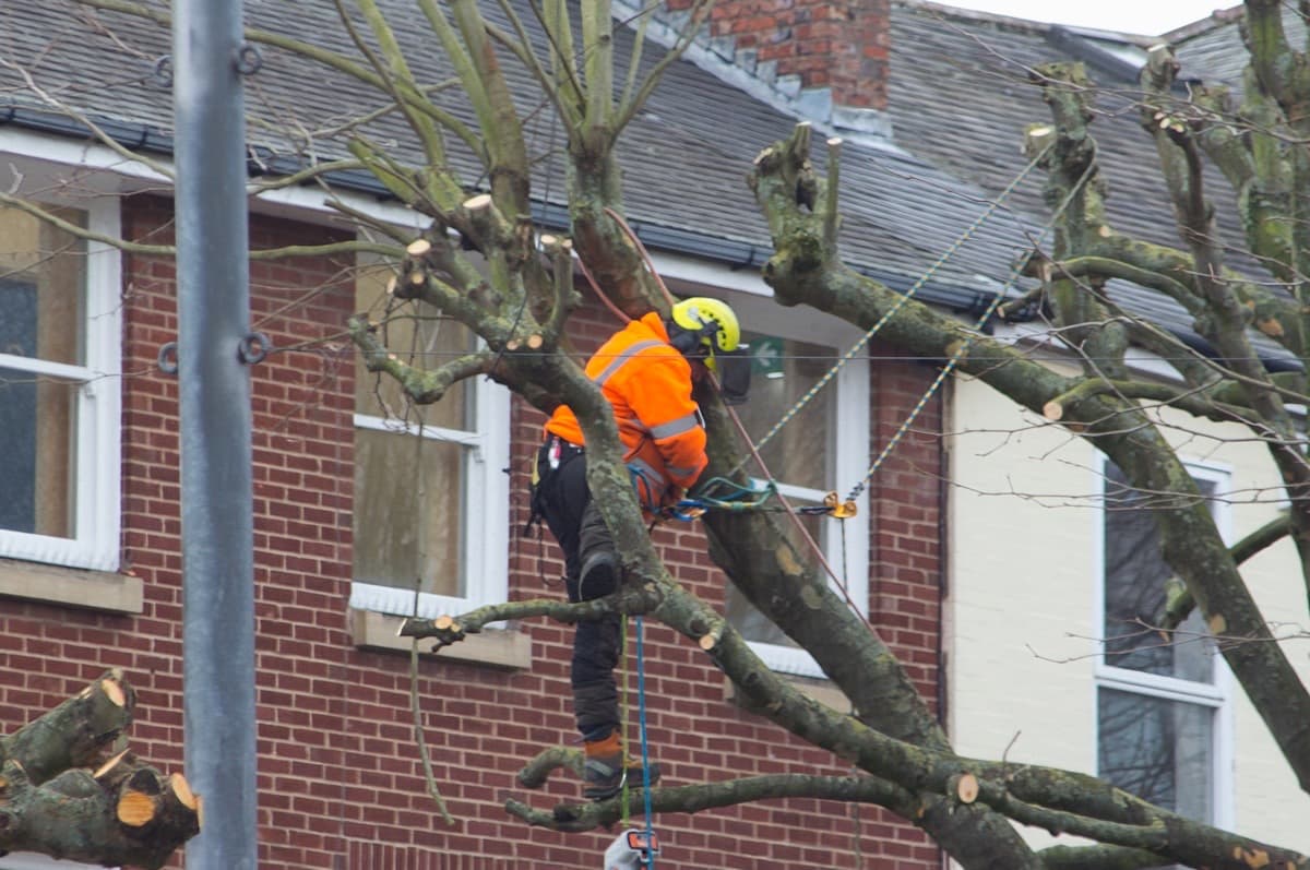 Pruning & crown work by Bramblewood