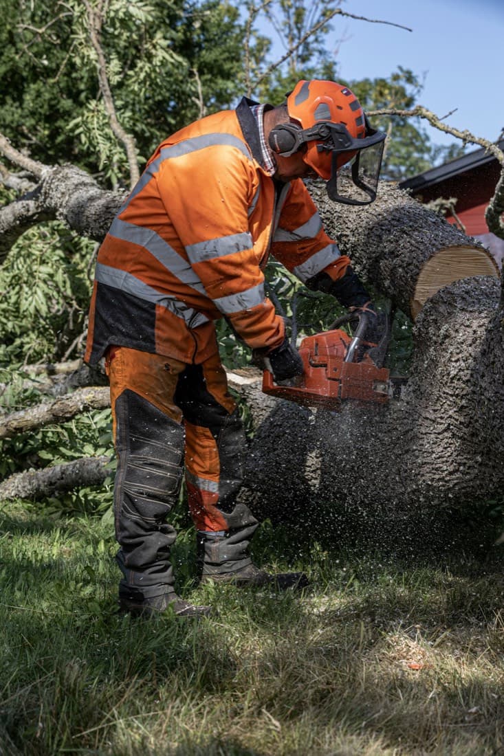 Tree removal & felling by Bramblewood